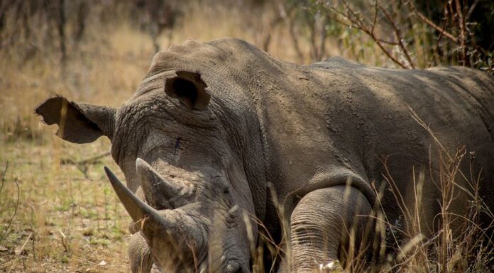 Stung by news of poaching