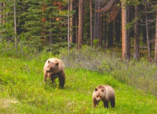 Beginning with “needless”