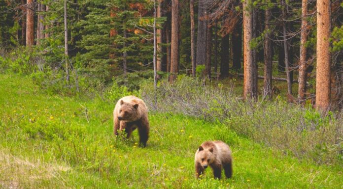 Beginning with “needless”