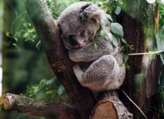 THE SPIRIT ANIMAL SOCIETY