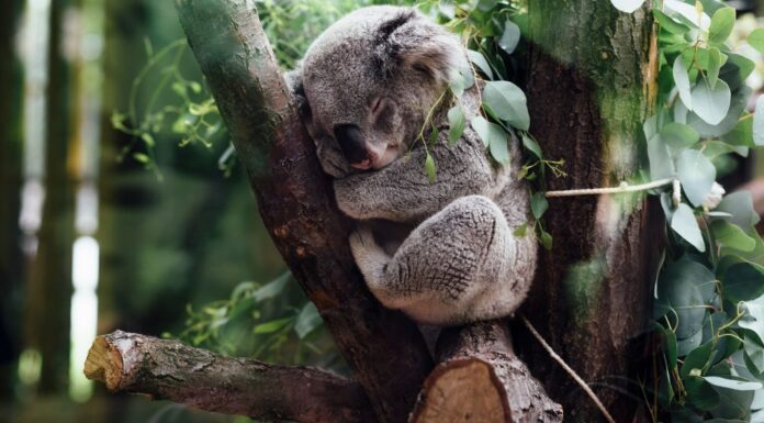 THE SPIRIT ANIMAL SOCIETY