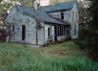 Dappled Daisies and Curious Butterflies