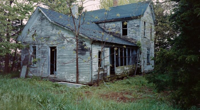 Dappled Daisies and Curious Butterflies