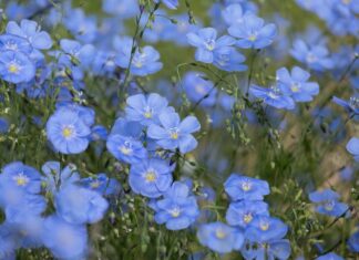 LITTLE BLUE FLOWERS – ODE TO AUNT BECKY