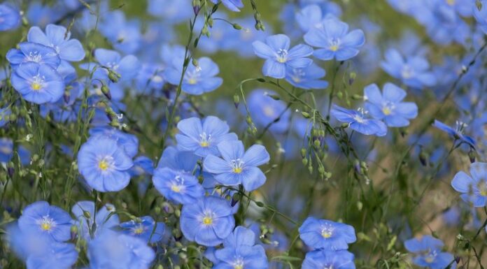 LITTLE BLUE FLOWERS – ODE TO AUNT BECKY