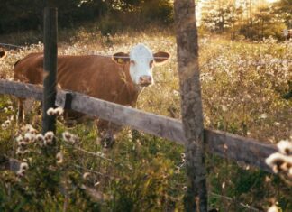 The Patron Saint of Abandoned Watering Troughs and Salt Licks