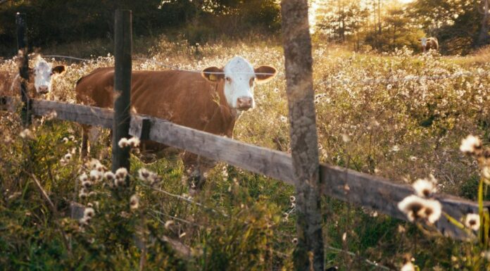 The Patron Saint of Abandoned Watering Troughs and Salt Licks