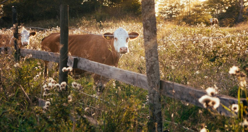 The Patron Saint of Abandoned Watering Troughs and Salt Licks