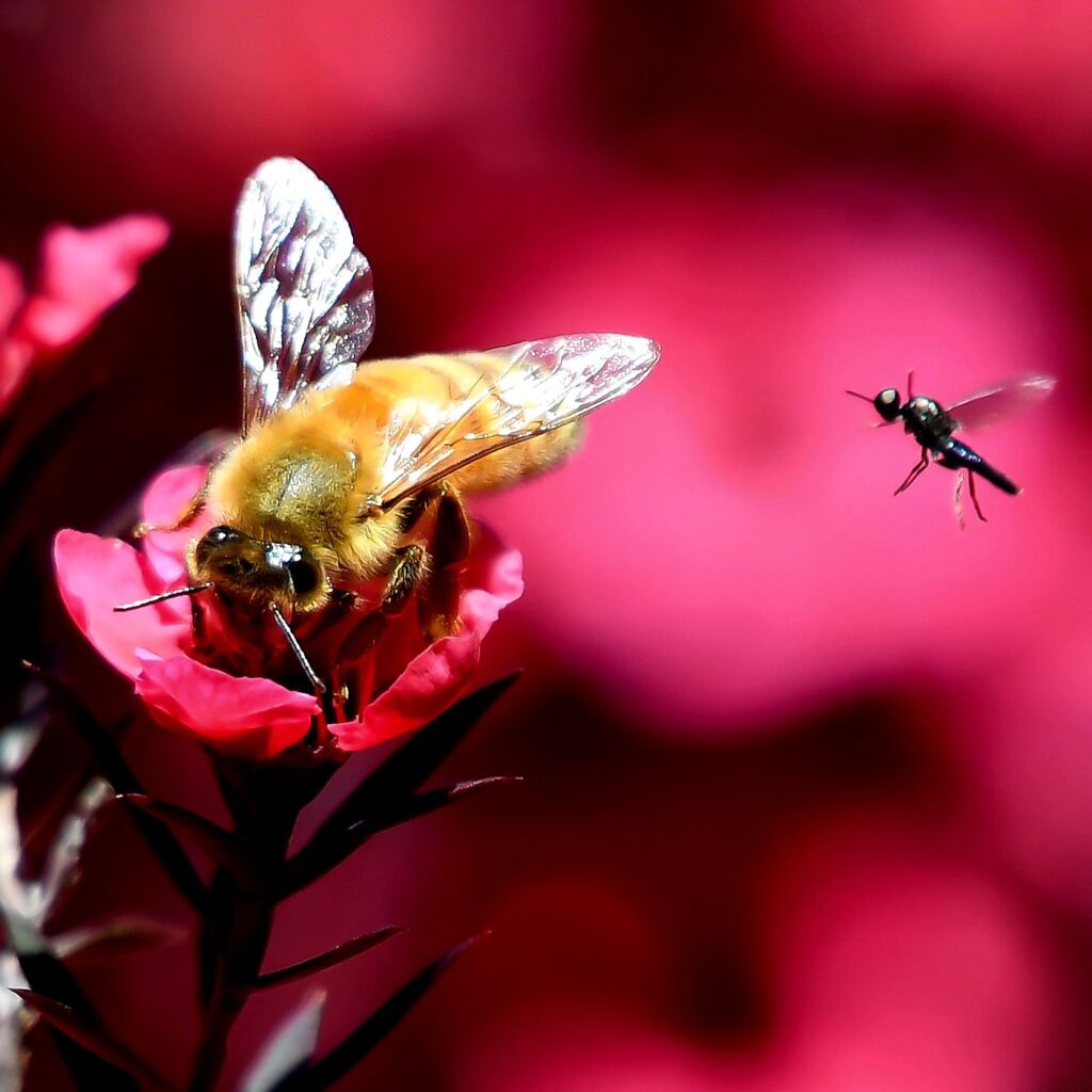 Bugged