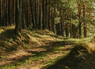 The Bluejay’s Dividend