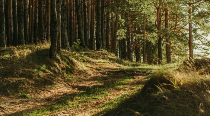 The Bluejay’s Dividend