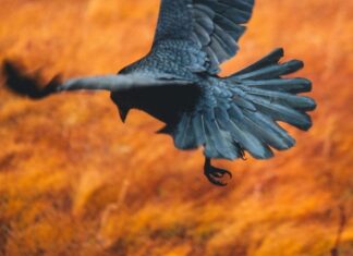 1 Crow-2 Crow / taken from Hoodie & The Doll