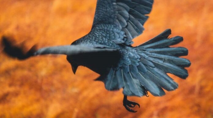 1 Crow-2 Crow / taken from Hoodie & The Doll