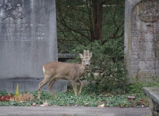 Deer