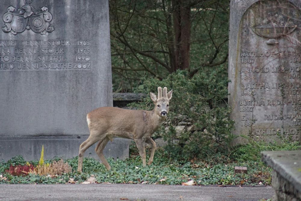 Deer