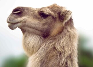 Camel
