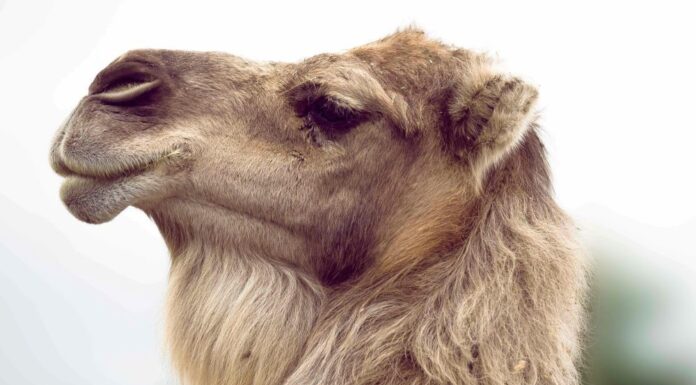 Camel
