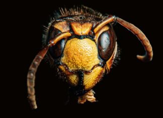 The Wasp at Midnight Whispers