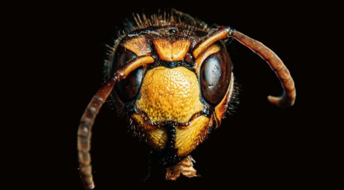 The Wasp at Midnight Whispers