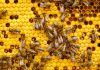 Tell the Bees