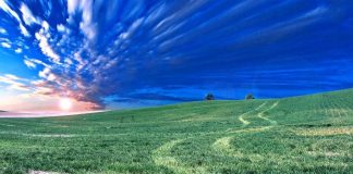 Nothing But Wind and Grass