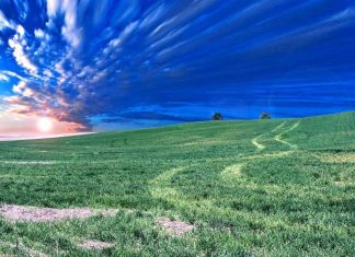 Nothing But Wind and Grass