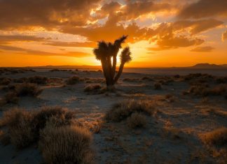 Vision in the High Desert