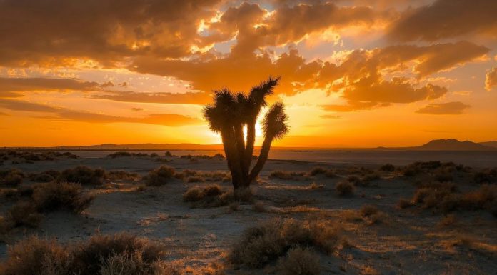 Vision in the High Desert