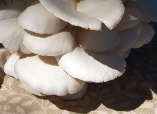 the religious agoraphobic mushroom hunter