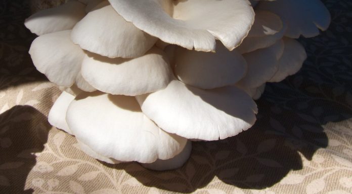 the religious agoraphobic mushroom hunter