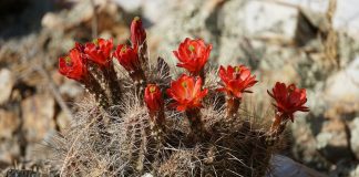 Ways to Kneel and Kiss the Ground