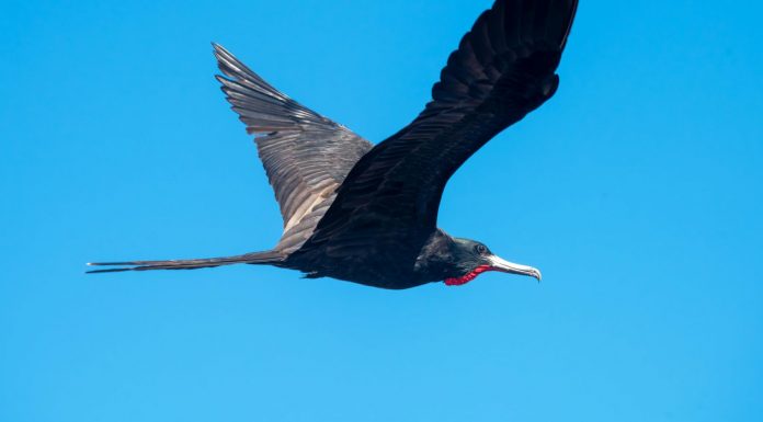 I’m Watching the Old Man and the Sea