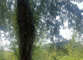 Little Boy Meets Big Tree