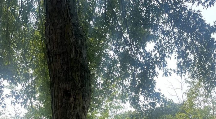 Little Boy Meets Big Tree