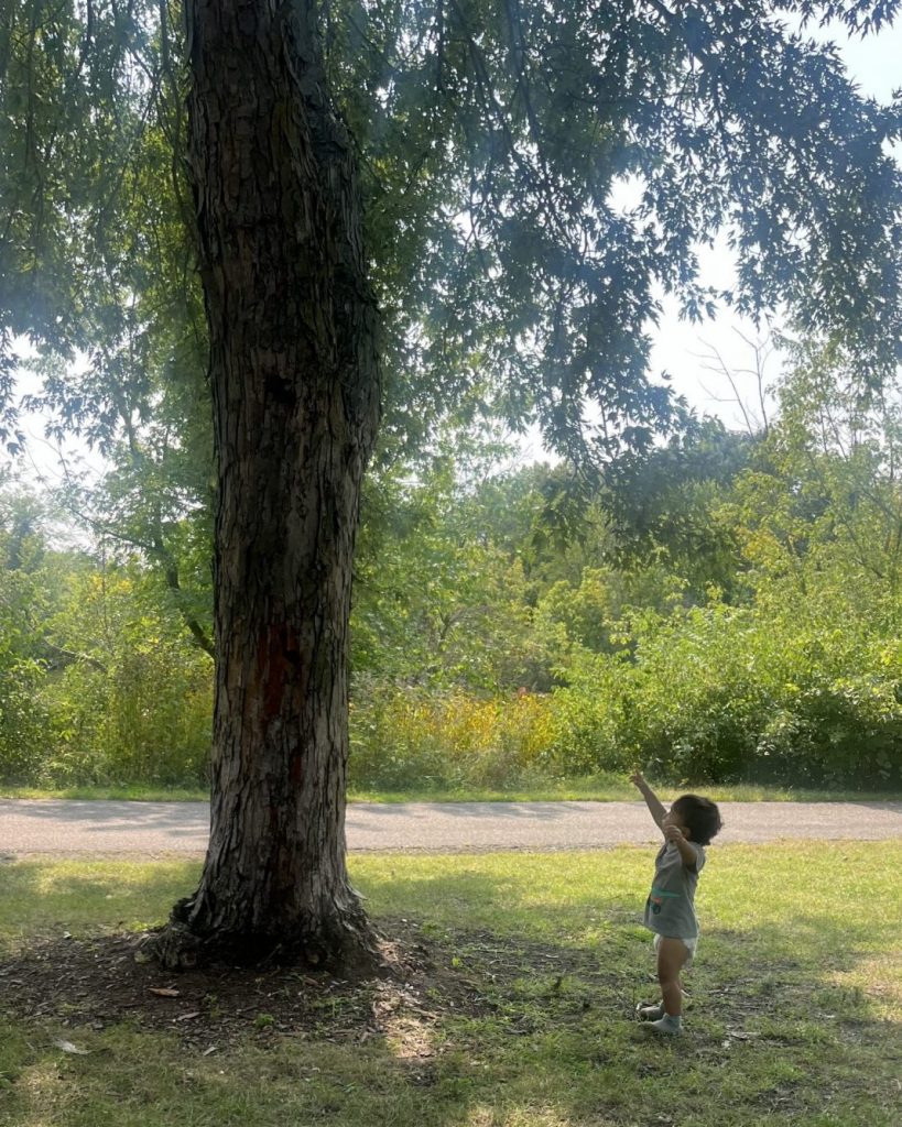 Little Boy Meets Big Tree