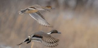 Wildlife, at the End.