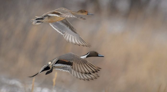 Wildlife, at the End.