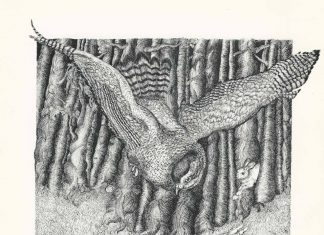Goshawk