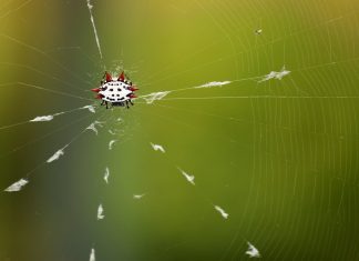 There Should Be an Animal