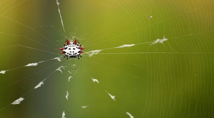 There Should Be an Animal