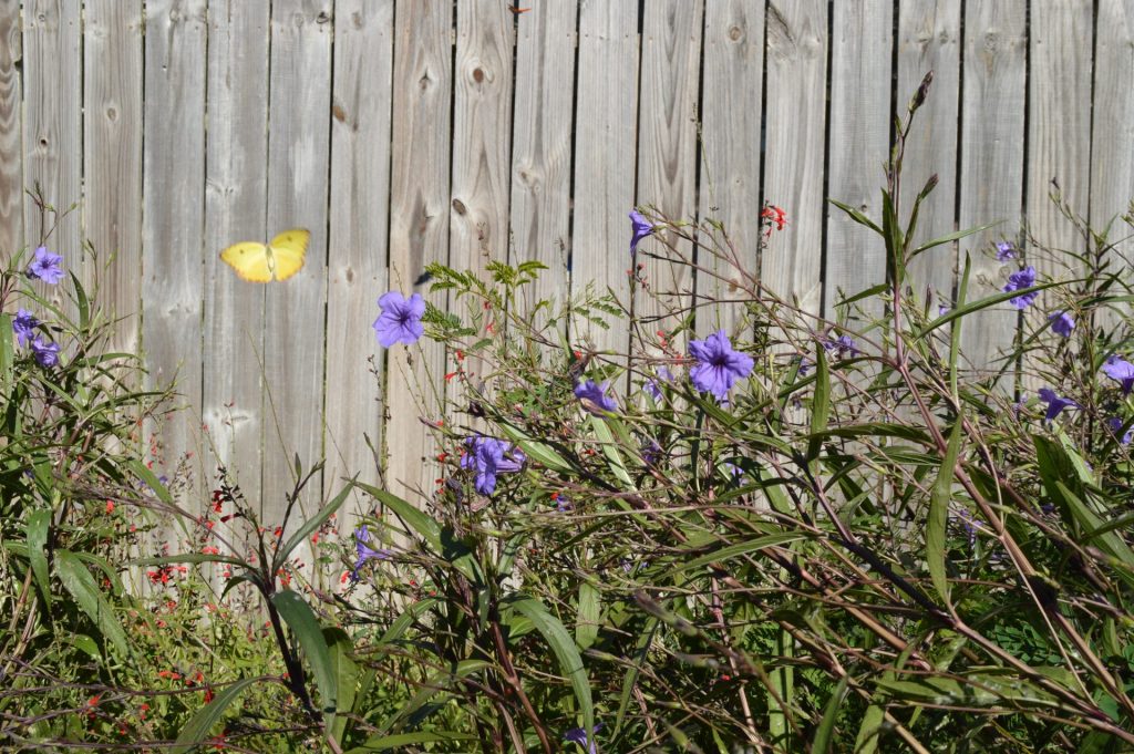 Cloudless Sulfur