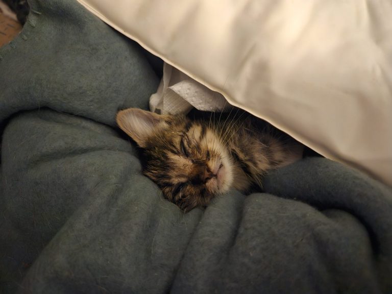 Foster
