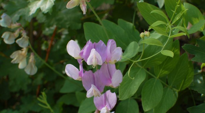 Friend, if I would do you right