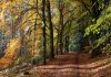 Autumn Beeches, Glen Banvie, Scotland