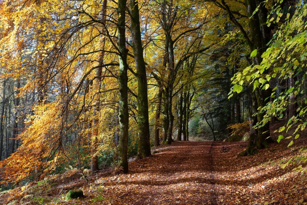 Autumn Beeches, Glen Banvie, Scotland
