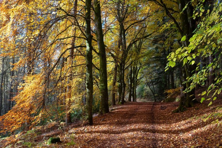 Autumn Beeches, Glen Banvie, Scotland