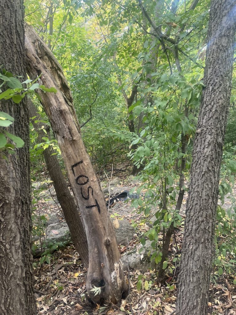 Lost In The Woods