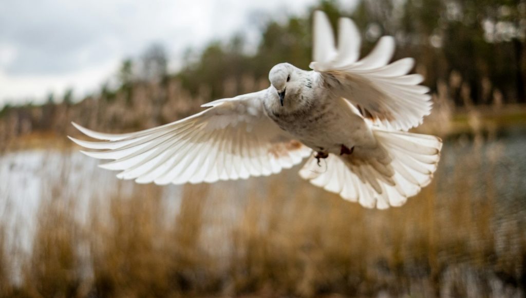 ‘wings