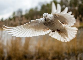 ‘wings a white bird flying over a body of water