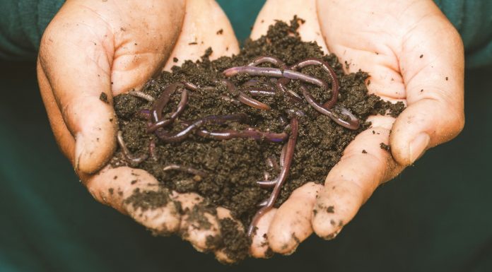 How Do You Know When You’re Dead brown dried leaves on persons hand
